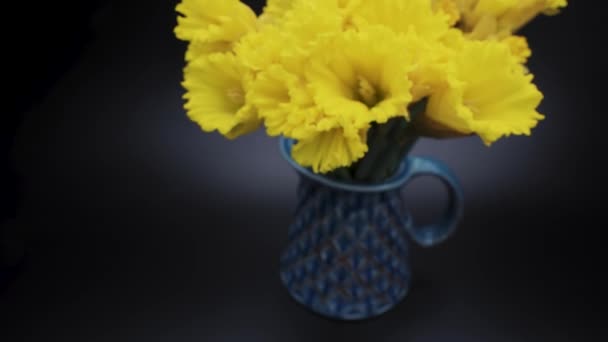Yellow Daffodils Blue Vase Form Jug Daffodils Close Black Background — Stock Video