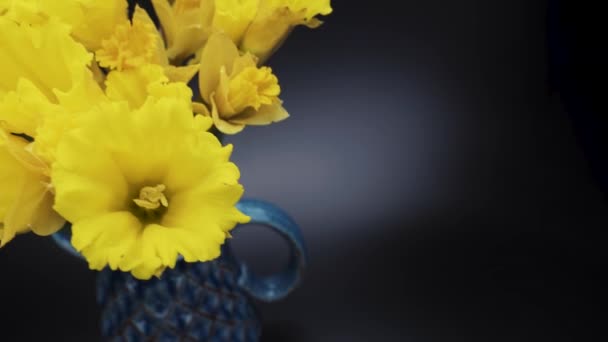 Yellow Daffodils Blue Vase Form Jug Daffodils Close Black Background — Vídeos de Stock