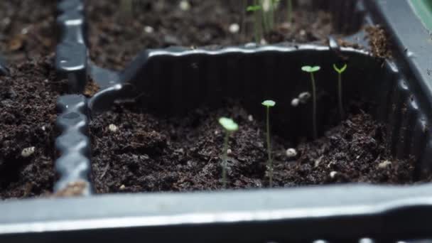 ホームガーデニング 苗のための植物の成長 トップビュー — ストック動画