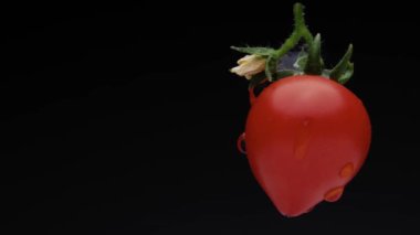 Yeşil yapraklı ve çiçekli kalp şeklinde küçük domates döner. Siyah arka planda yakın plan çekimde. su damlaları