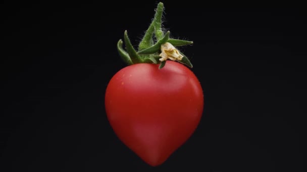 Μικρή Ντομάτα Σχήμα Καρδιάς Πράσινα Φύλλα Και Λουλούδι Περιστρέφεται Μαύρο — Αρχείο Βίντεο