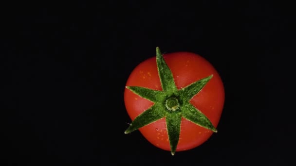 Mały Pomidor Zielonymi Liśćmi Obraca Się Czarnym Tle Zbliżenie Widok — Wideo stockowe