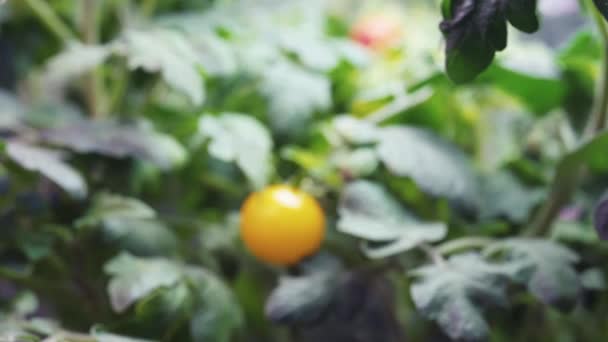 Mini Tomate Amarelo Cresce Casa Sob Lâmpadas Movimento — Vídeo de Stock