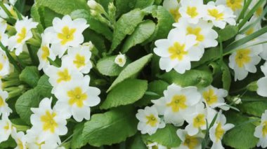 Rüzgarda sallanan beyaz çiçekleri yakından çek