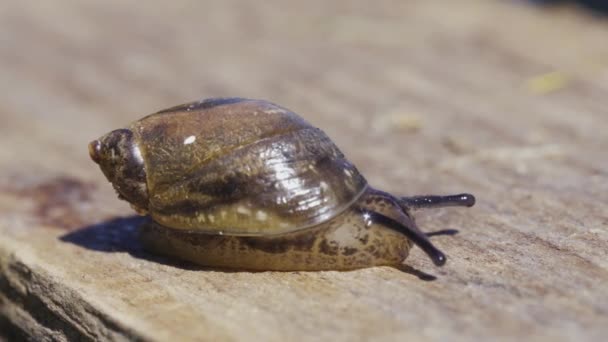 Snail Sun Crawling Wooden Stick Macro — Vídeos de Stock