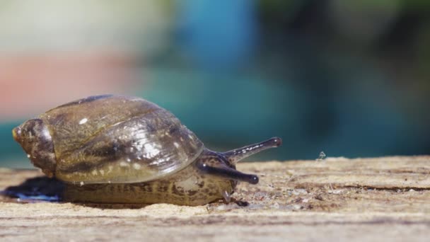 Snail Sun Crawling Wooden Stick Macro — Vídeo de stock