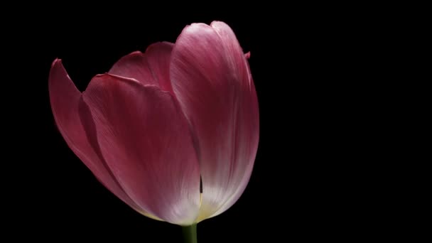 Pink Tulip Spins Black Background Close — Vídeos de Stock