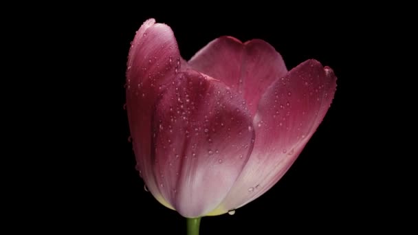 Pink Tulip Spins Black Background Close Water Drops — Vídeos de Stock