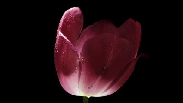 Pink Tulip Spins Black Background Close Water Drops — Vídeos de Stock