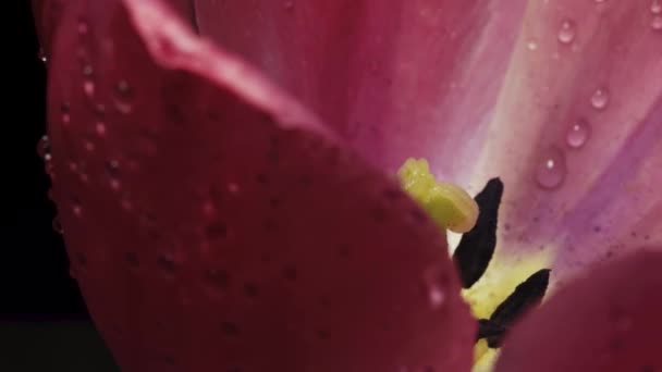 Pink Tulip Spins Black Background Macro Water Drops — Vídeos de Stock