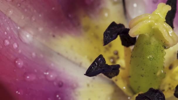 Rosa Tulipa Gira Fundo Preto Macro Gotas Água — Vídeo de Stock