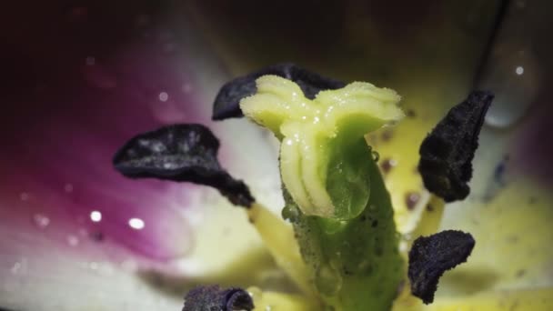 Růžový Tulipán Točí Černém Pozadí Makro Kapky Vody — Stock video