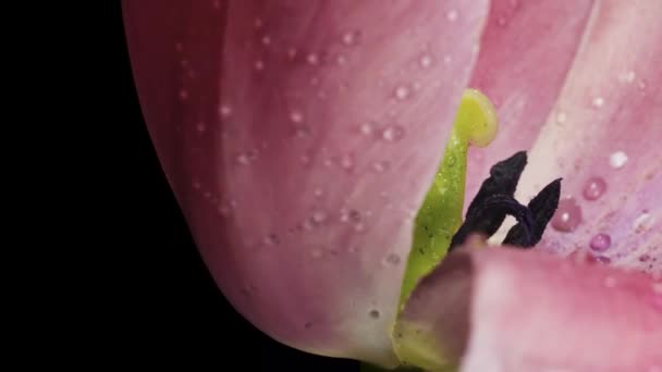 粉红郁金香在黑色背景下旋转 — 图库视频影像