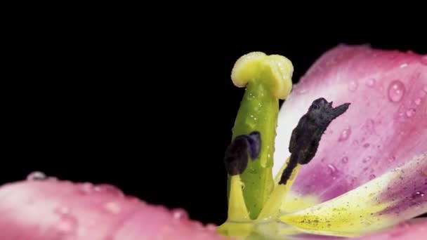 Pink Tulip Spins Black Background Macro Water Drops — Vídeos de Stock