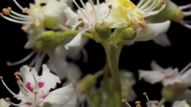 Καρύδια Λουλούδια Μαύρο Φόντο Περιστροφή Close — Αρχείο Βίντεο