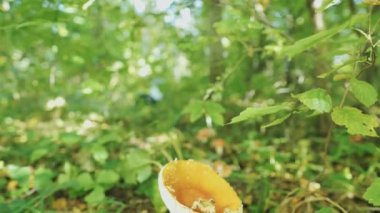 Slide video from top to bottom. Red mushrooms, Amanita muscaria. Forest, Rays of the sun