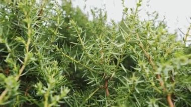 Slide video. Thuja conifer, needles and sky. Close-up.
