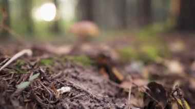 Boletus edulis mushroom. In the rays of the sun in the forest. approximation, close-up.
