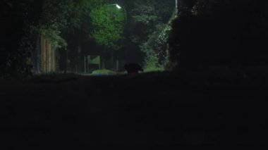 A fluffy cat walks along the trail at night in the forest, along the fences.