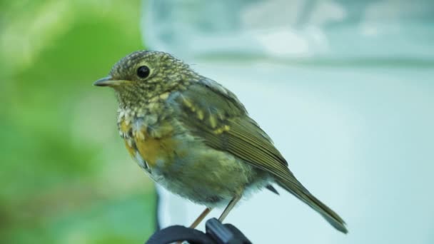 European Robin Juvenile Wild Bird Forest Sat Backpack Close — Vídeo de Stock
