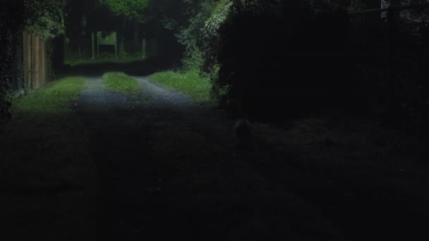 Fluffy Cat Walks Trail Night Forest Fences — Video