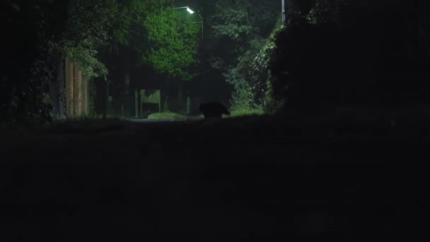 フェンスに沿って 森の中の夜の歩道に沿ってふわふわの猫が歩いています — ストック動画