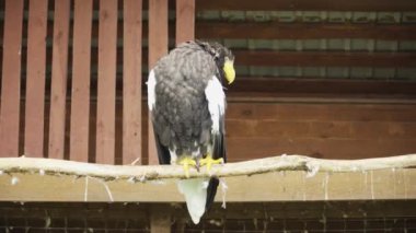 The white-tailed eagle sits on a branch and cleans its feathers. Zoo.