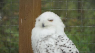 A white polar owl staring at me intently. Zoo.