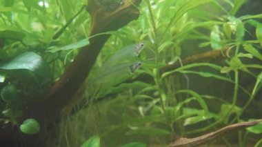 Transparent fish with antennae, algae in the aquarium, close-up