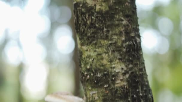 蘑菇生长在高高的森林里的一棵树上 后续行动 — 图库视频影像