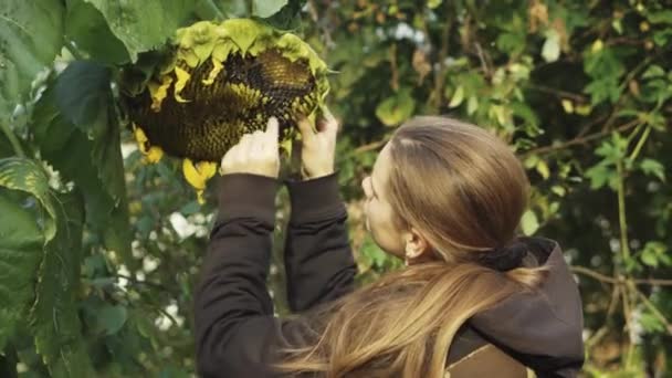 Girl Picks Out Seeds Tall Huge Sunflower Close — Stock video