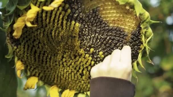 Girl Picks Out Seeds Tall Huge Sunflower Close — Vídeos de Stock