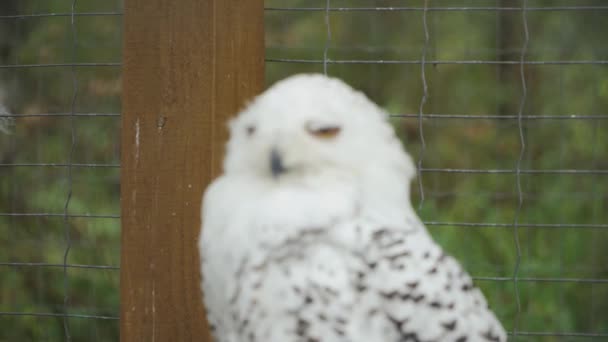 White Polar Owl Staring Intently Zoo — Stockvideo
