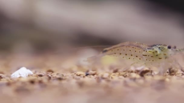 Small Transparent Shrimp Looking Something Sand Close — Wideo stockowe