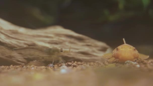 橙色底鱼 以及沿着水族馆底部爬行的虾 — 图库视频影像