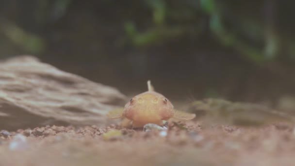 Orange Bottom Fish Shrimps Crawling Bottom Aquarium — Vídeos de Stock