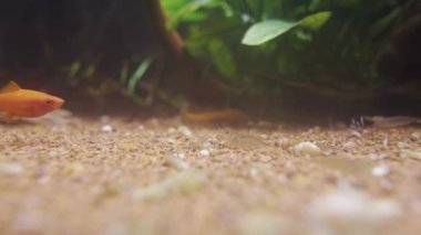 Small shrimp in the aquarium crawl along the bottom