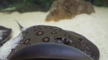 Spotted stingray burrows into the sand in the aquarium, close-up.