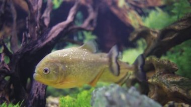 Toothy piranhas swim in the aquarium, close-up.