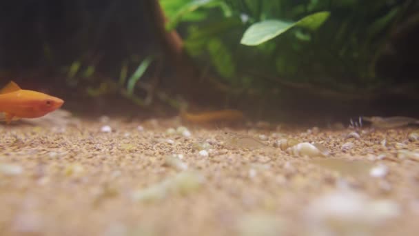 Small Shrimp Aquarium Crawl Bottom — Vídeo de Stock
