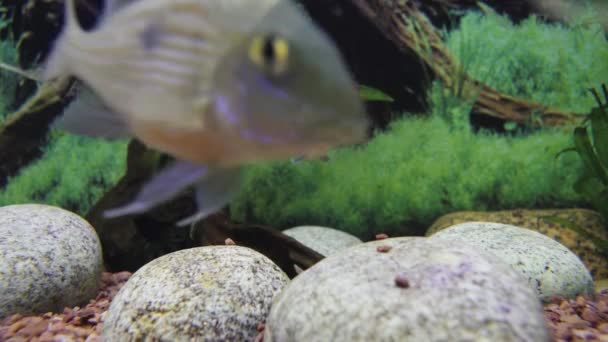 Fish Aquarium Geophagus Close — Vídeo de Stock