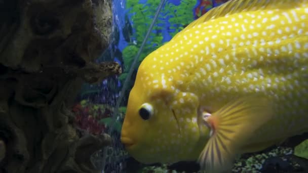 Fish Gyrid Red Parrot Aquarium — Stock video
