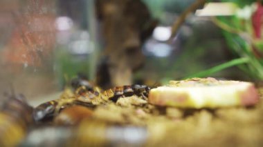 A big cockroach eats an apple, close-up.