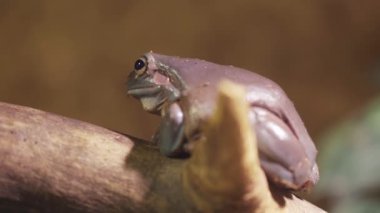 Purple frog, a toad with big eyes sits on a branch. Close-up.