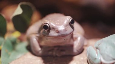 Purple frog, a toad with big eyes sits on a branch. Close-up.