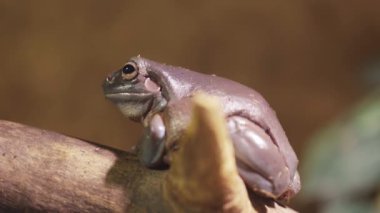 Purple frog, a toad with big eyes sits on a branch. Close-up.