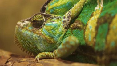 Green chameleon twists his eye around, Close-up.