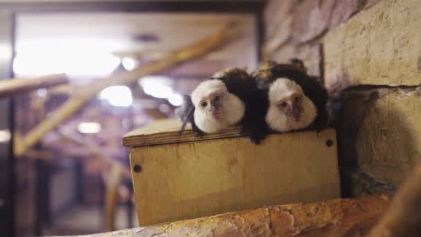 Two Little Curious Monkeys Callithrix Geoffroyi — Stock video