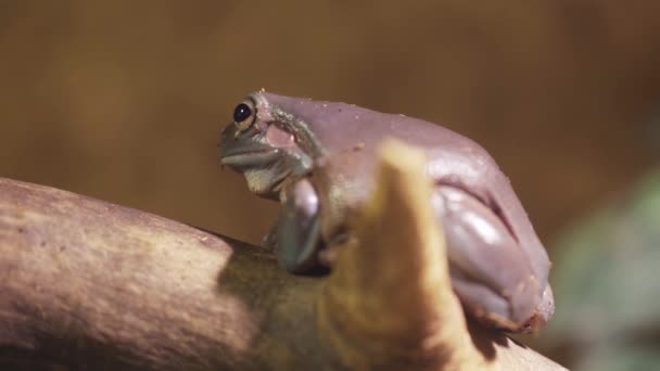 Μωβ Βάτραχος Ένας Βάτραχος Μεγάλα Μάτια Κάθεται Ένα Κλαδί Κοντινό — Αρχείο Βίντεο