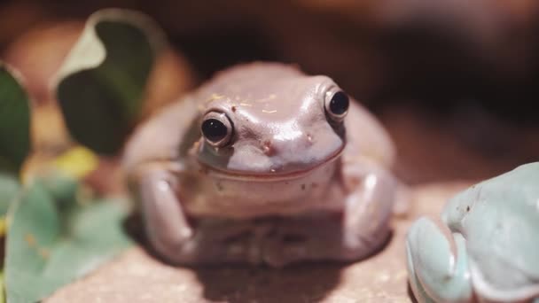 紫色青蛙 一只大眼睛蛤蟆坐在树枝上 后续行动 — 图库视频影像